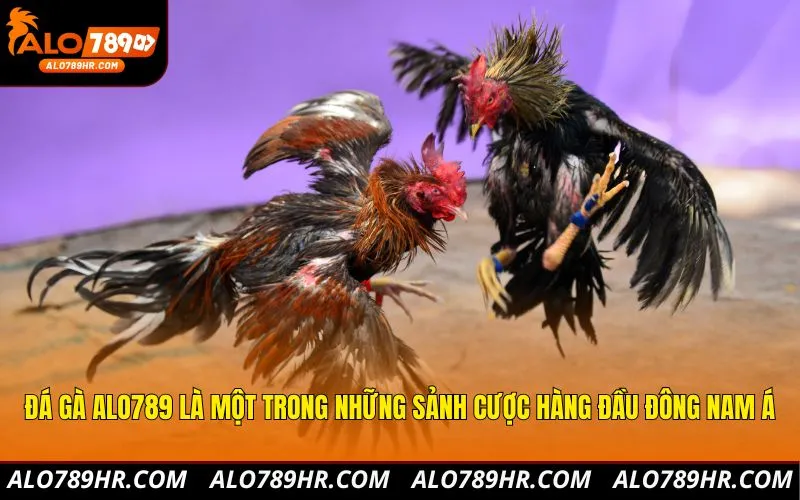 Đá gà ALO789 là một trong những sảnh cược hàng đầu Đông Nam Á