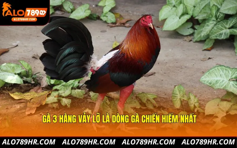 Gà 3 hàng vảy lỡ là dòng gà chiến hiếm nhất
