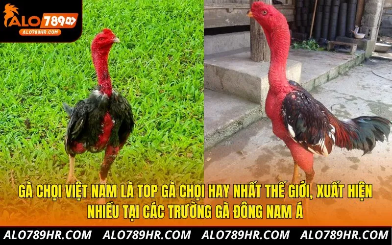Gà chọi Việt Nam là top gà chọi hay nhất thế giới, xuất hiện nhiều tại các trường gà Đông Nam Á