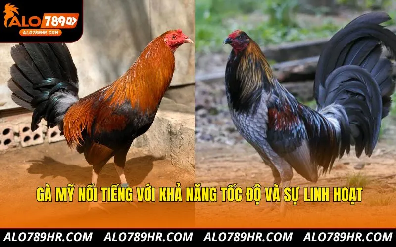 Gà Mỹ nổi tiếng với khả năng tốc độ và sự linh hoạt