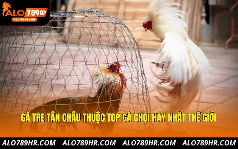 Gà Tre Tân Châu thuộc top gà chọi hay nhất thế giới