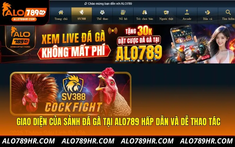 Giao diện của sảnh đá gà tại ALO789 hấp dẫn và dễ thao tác