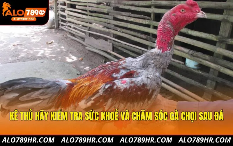 Kê thủ hãy kiểm tra sức khoẻ và chăm sóc gà chọi sau đá