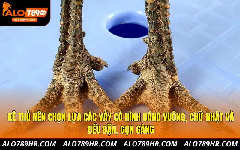 Kê thủ nên chọn lựa các vảy có hình dáng vuông, chữ nhật và đều đặn, gọn gàng
