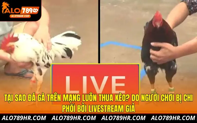 Tại sao đá gà trên mạng luôn thua kèo? Do người chơi bị chi phối bởi livestream giả