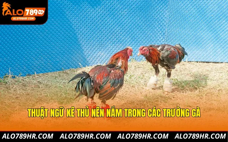 Thuật ngữ kê thủ nên nắm trong các trường gà