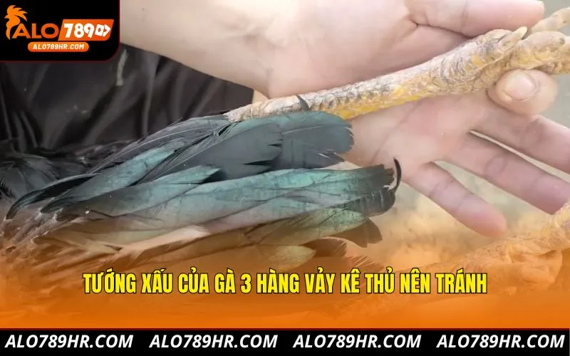 Tướng xấu của gà 3 hàng vảy kê thủ nên tránh