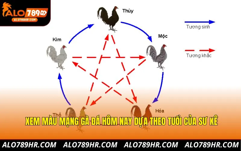 Xem màu mạng gà đá hôm nay dựa theo tuổi của sư kê